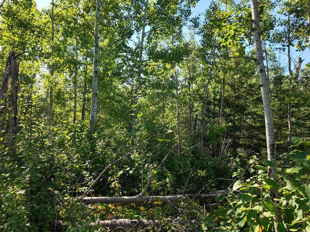 XXX Casper's Hill Road Grand Marais, MN 55604