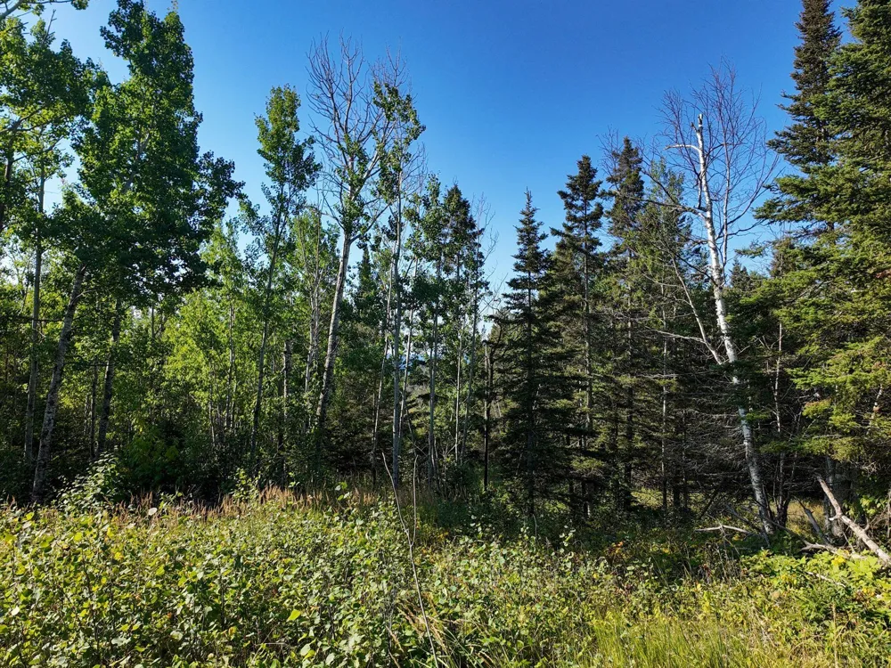XXX Casper's Hill Road Grand Marais, MN 55604
