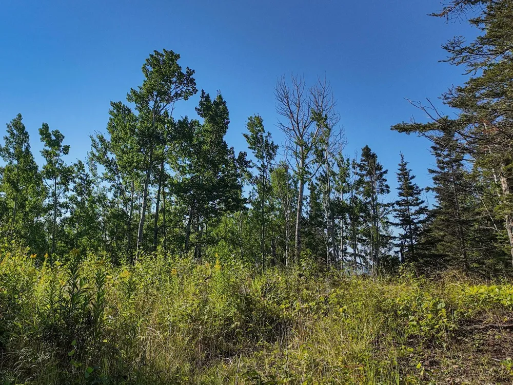 XXX Casper's Hill Road Grand Marais, MN 55604