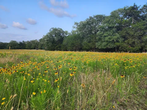Fm 812 Road Cedar Creek, TX 78612