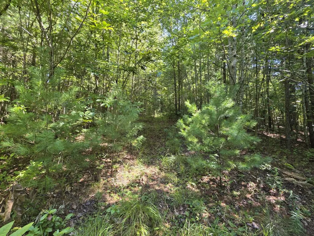 34.98 Hall Road Turtletown, TN 37391
