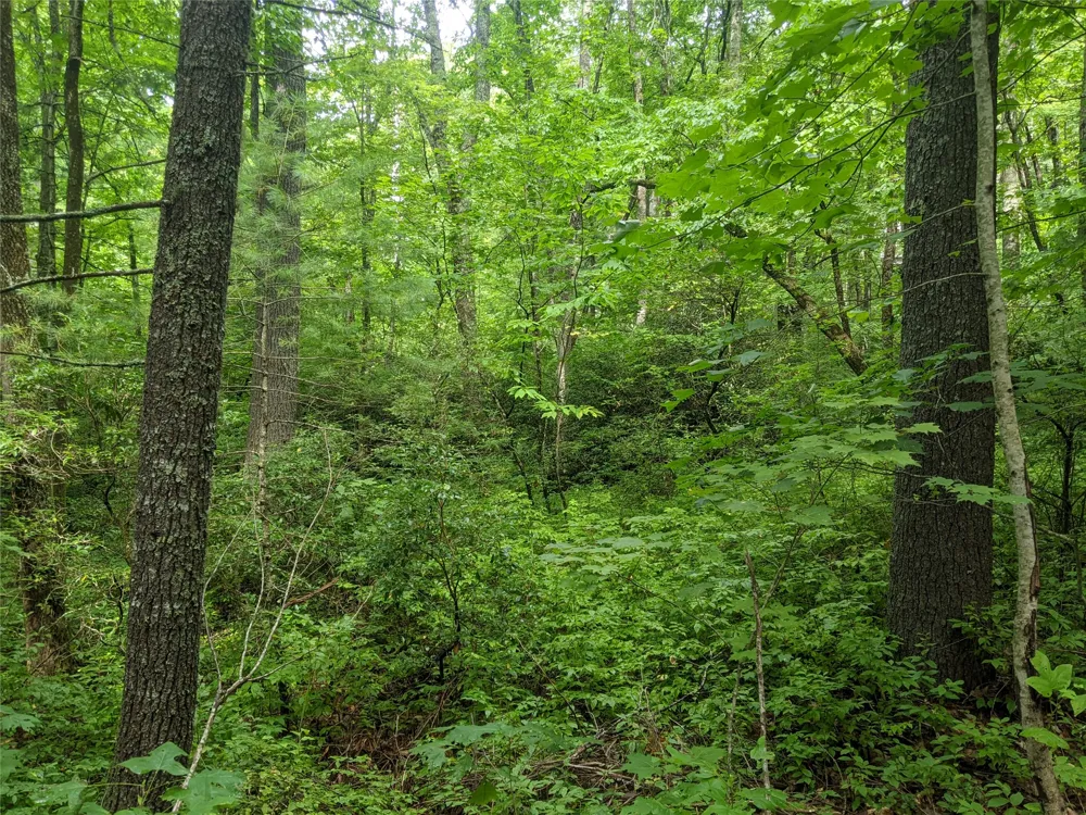 24 Southeast Ridge Road SE Cashiers, NC 28717
