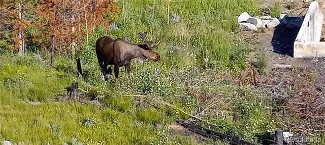 1295 GCR 49 Grand Lake, CO 80447