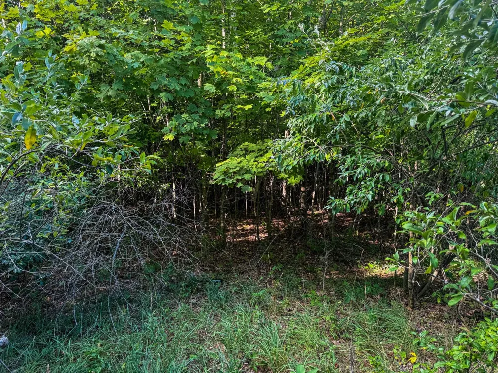 E Darga Road Kasson Township, MI 49621