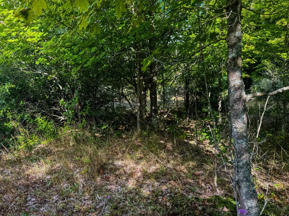 E Darga Road Kasson Township, MI 49621