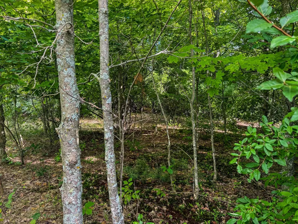 E Darga Road Kasson Township, MI 49621