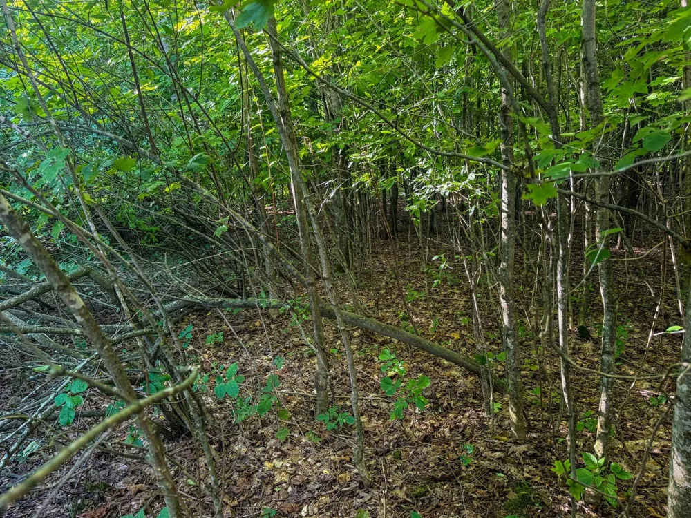 E Darga Road Kasson Township, MI 49621