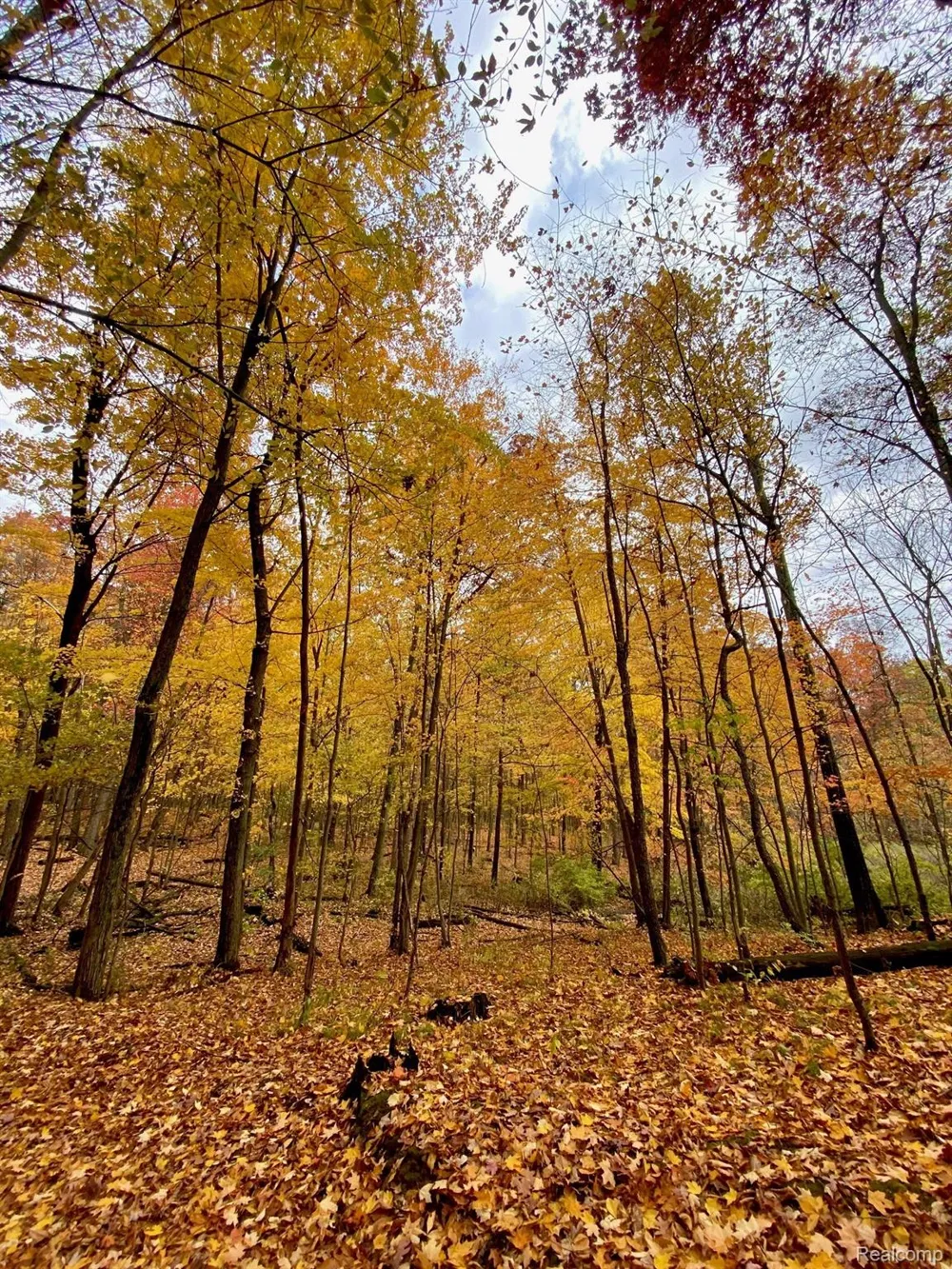 5555 Mast Road Webster Township, MI 48130