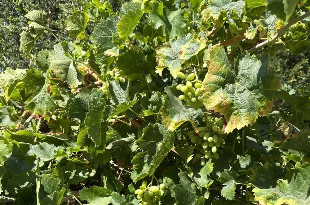 547 Mission Vineyard Road San Juan Bautista, CA 95045