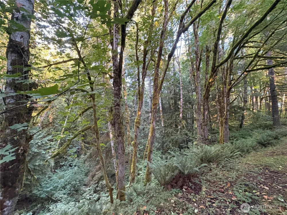 1 NKA Frank Smith Road Toutle, WA 98649