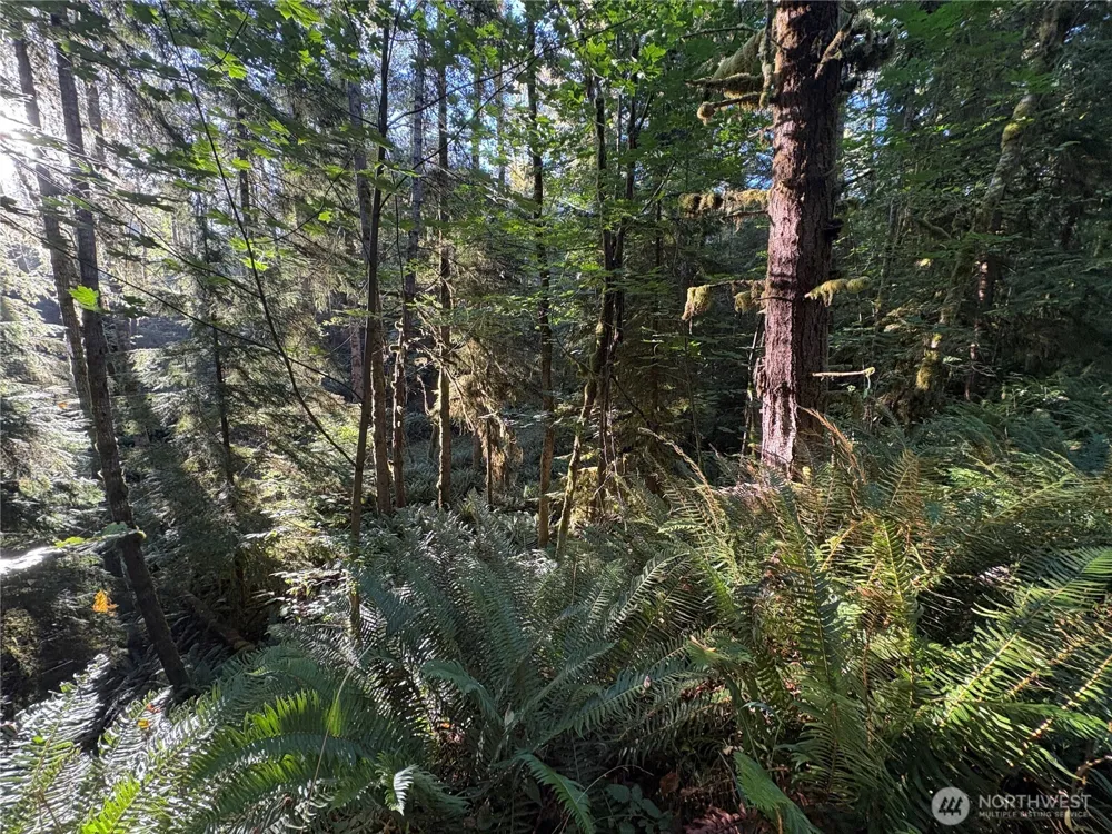 1 NKA Frank Smith Road Toutle, WA 98649