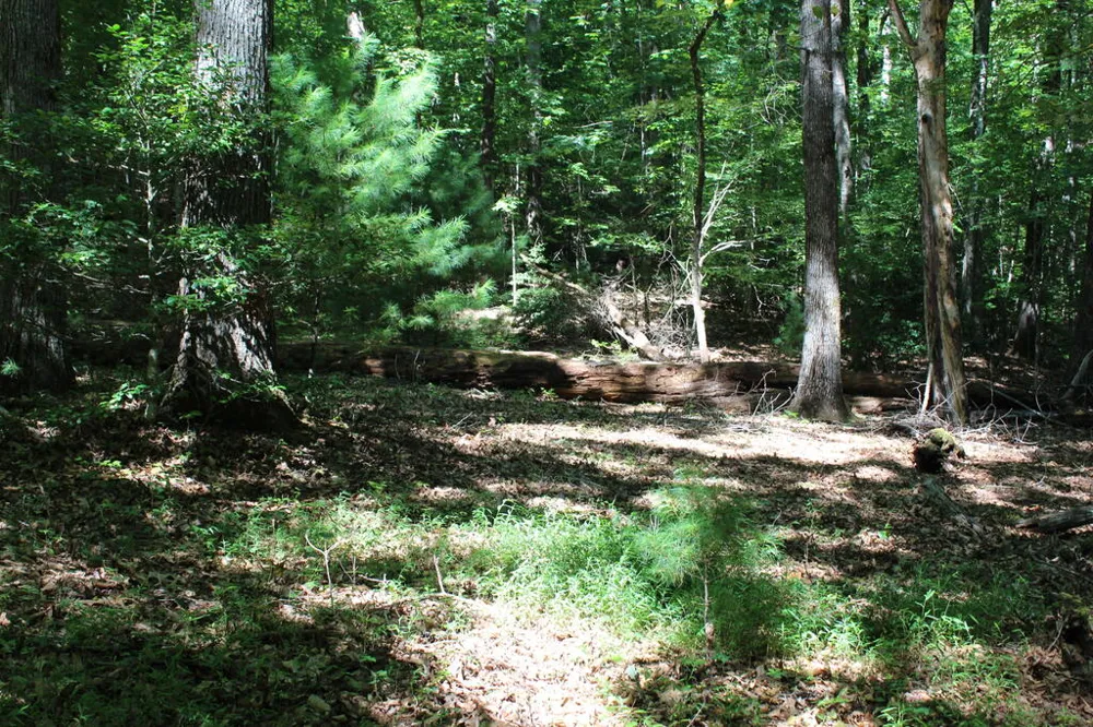 Mountain Paradise Dr Franklin, NC 28734