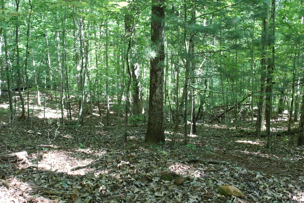 Mountain Paradise Dr Franklin, NC 28734