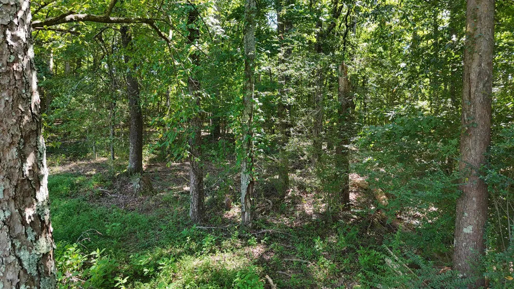 Fezzell Road Decatur, TN 37322