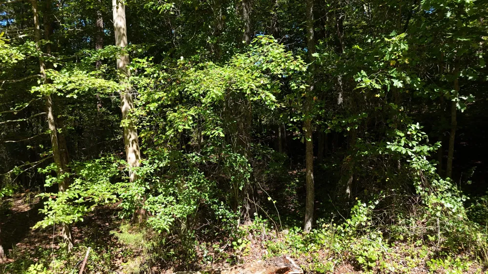 Fezzell Road Decatur, TN 37322