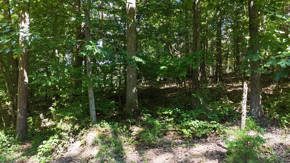 Fezzell Road Decatur, TN 37322