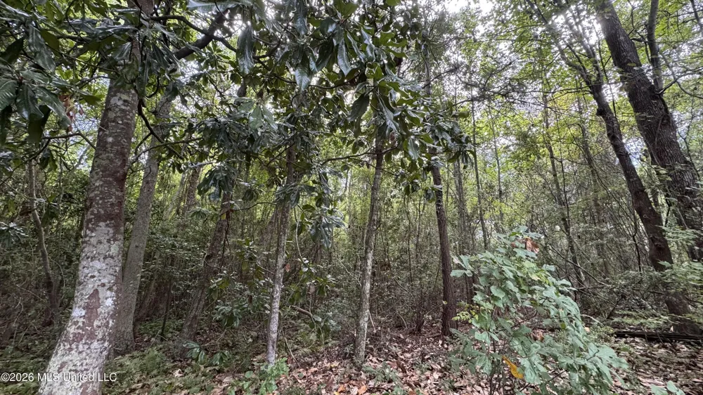Oyster Shell (lot 24) Avenue Ocean Springs, MS 39564