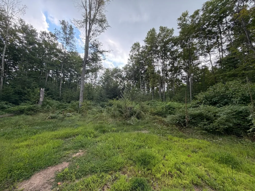 6168 Needles Lane Excelsior Township, MI 49646