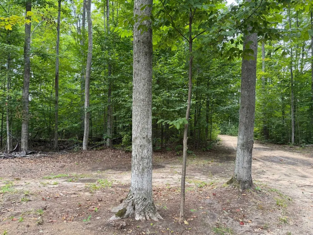 6168 Needles Lane Excelsior Township, MI 49646