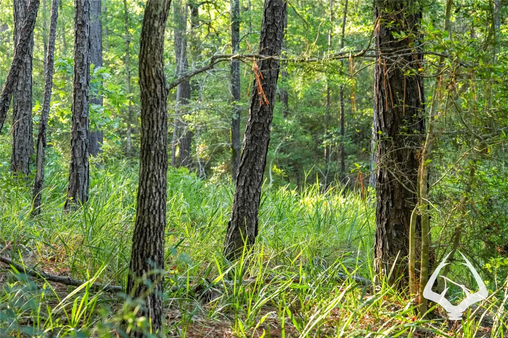 County Road 2064 Crockett, TX 75835