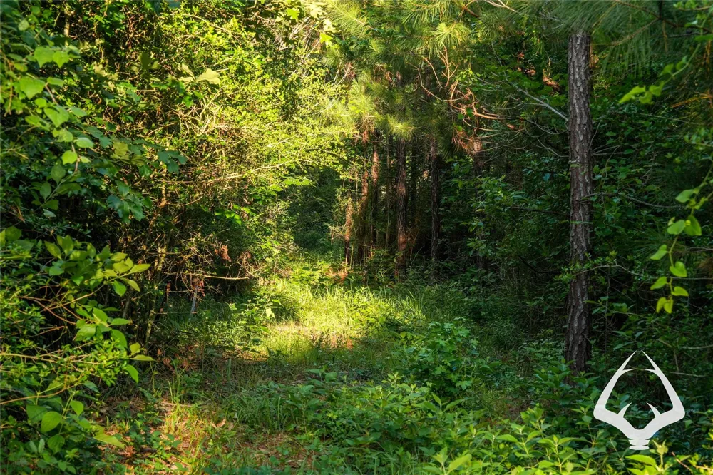 County Road 2064 Crockett, TX 75835