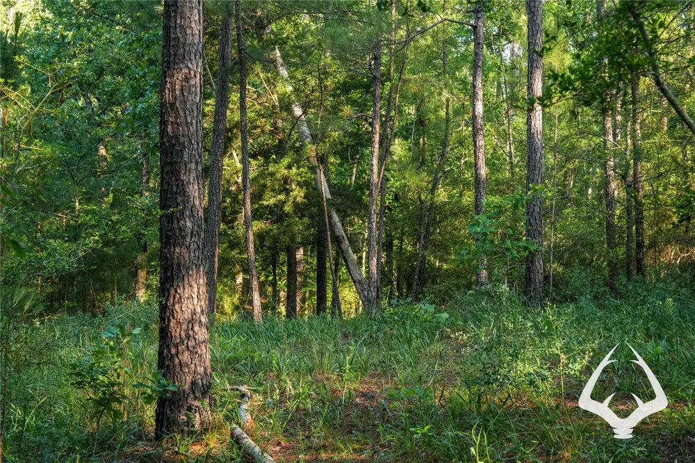 County Road 2064 Crockett, TX 75835