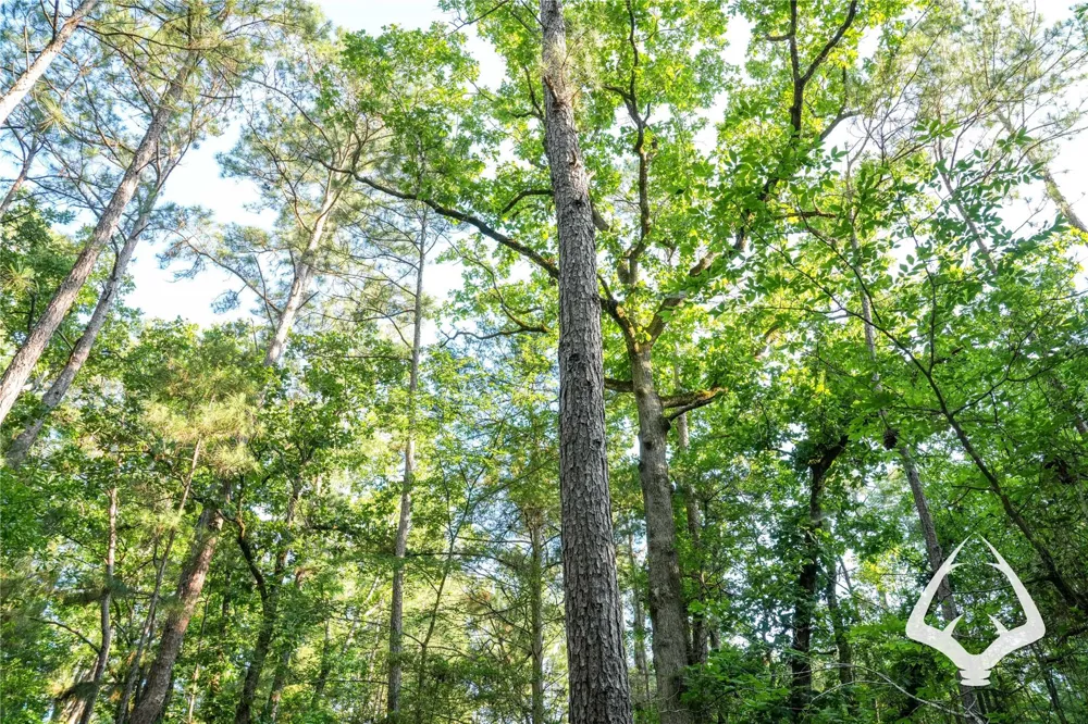 County Road 2064 Crockett, TX 75835