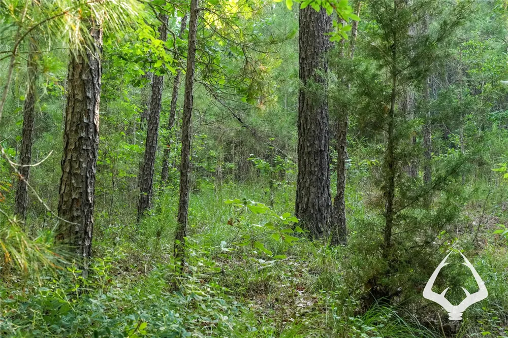 County Road 2064 Crockett, TX 75835