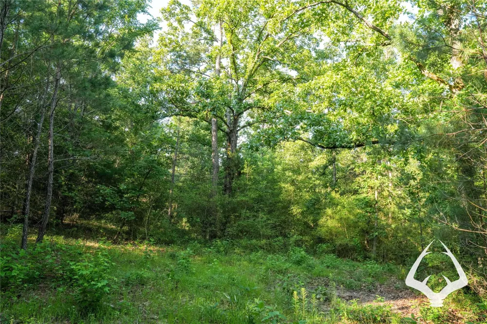 County Road 2064 Crockett, TX 75835