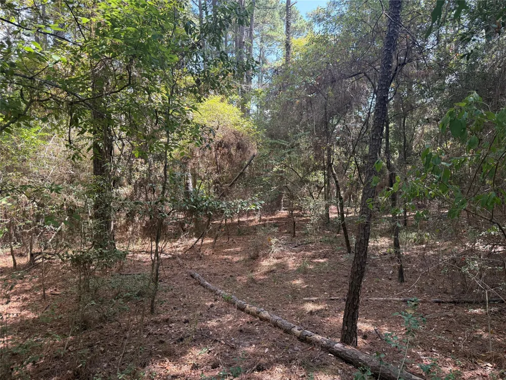 Mockingbird Hills Livingston, TX 77351