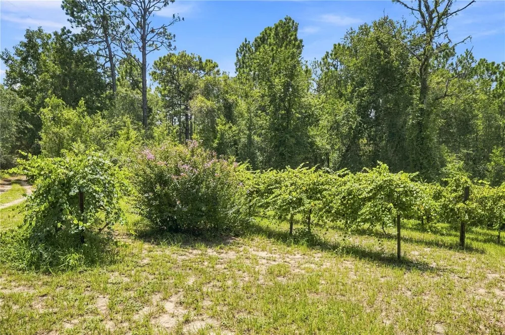 5257 SATIN TERRACE Dunnellon, FL 34432