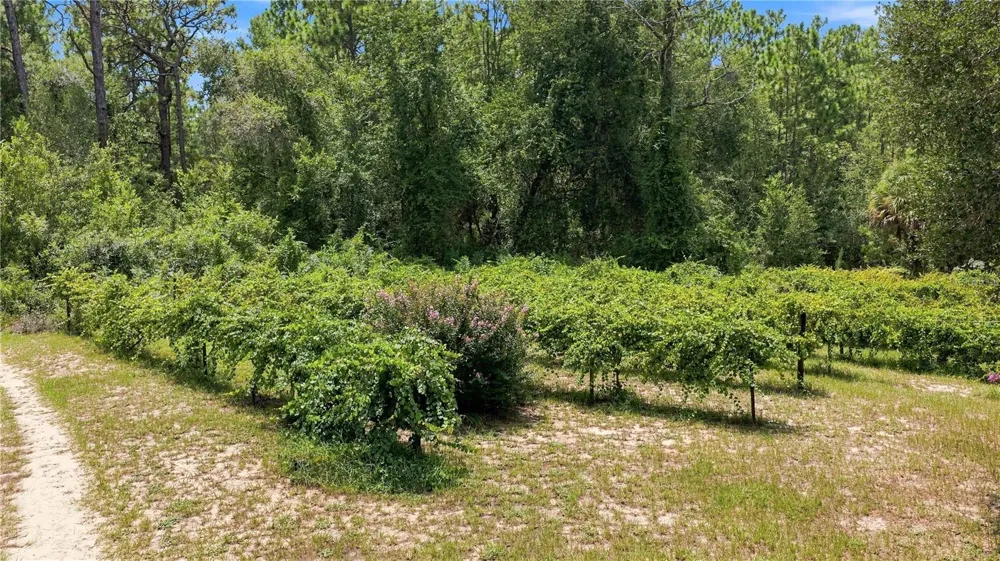 5257 SATIN TERRACE Dunnellon, FL 34432