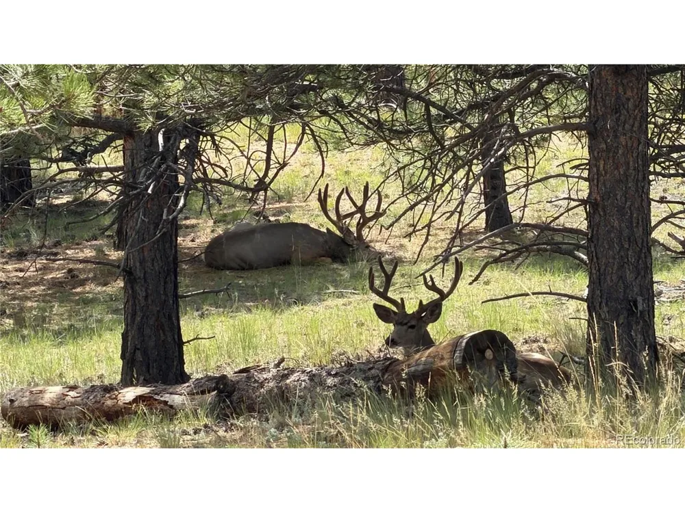 127 Carlton Circle Florissant, CO 80816