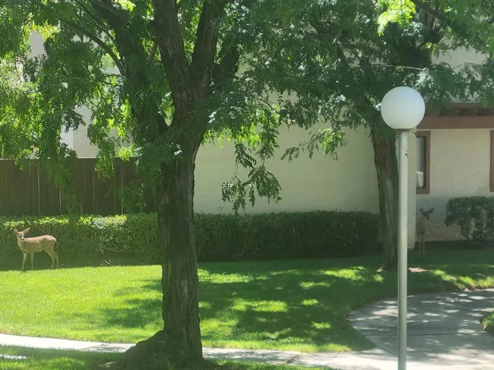 3684 Rocky Creek Court San Jose, CA 95148