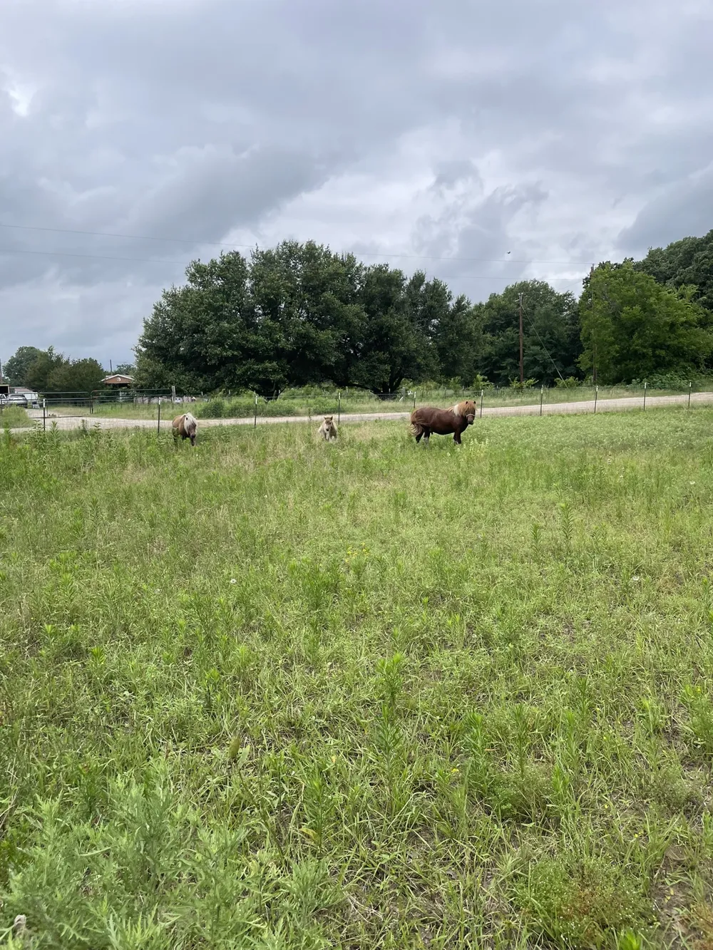 Private Road 2545 Quinlan, TX 75474