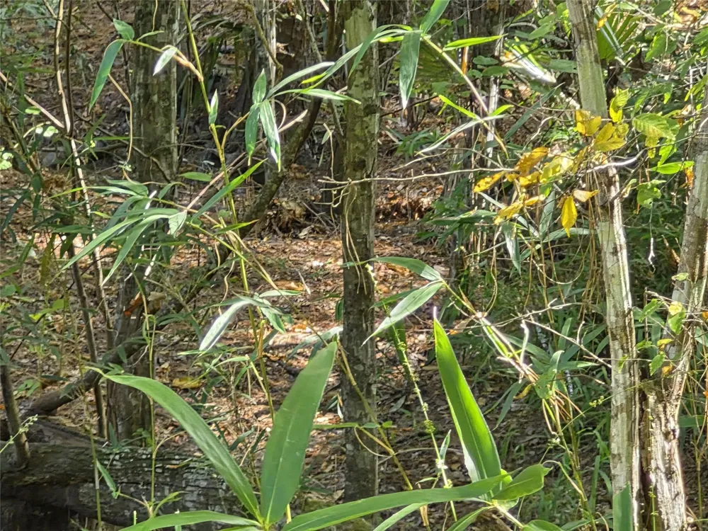 59 Shadowood Lane Coldspring, TX 77331