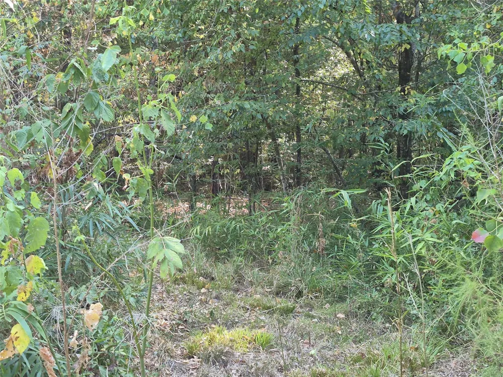59 Shadowood Lane Coldspring, TX 77331