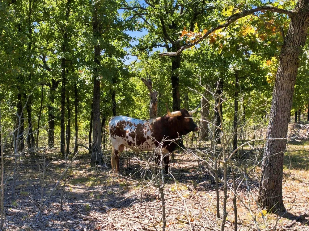 19173 Kellyville Ranch Road Kellyville, OK 74039