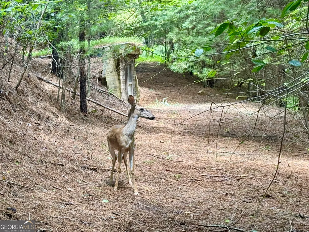 4782 Squirrel Hunting RD Morganton, GA 30560
