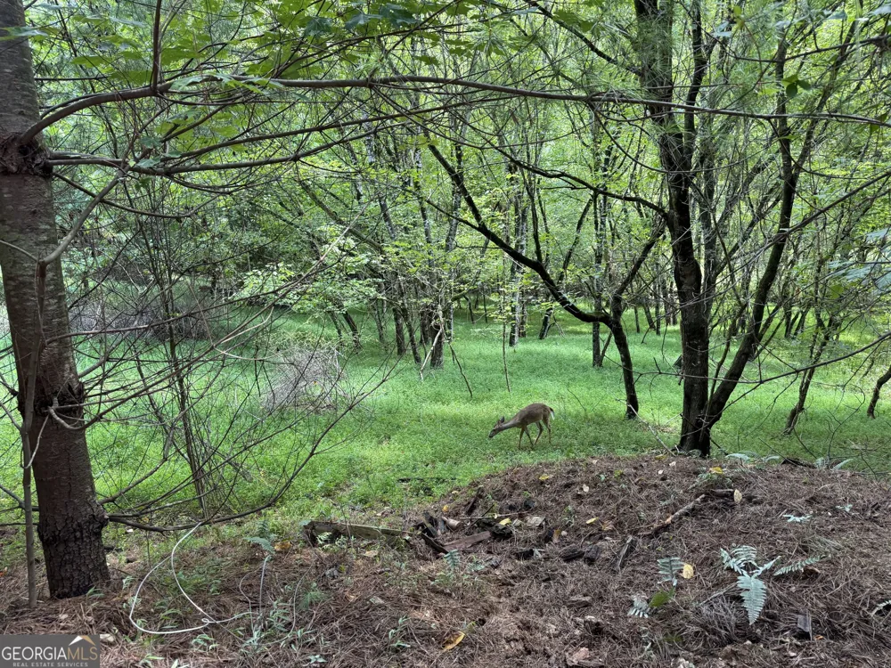 4782 Squirrel Hunting RD Morganton, GA 30560