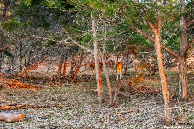327 Waring Welfare Road Boerne, TX 78006