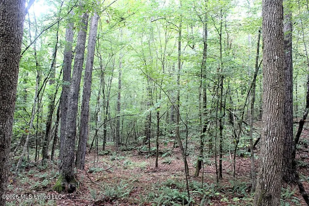 John Chambers Road Roxie, MS 39661