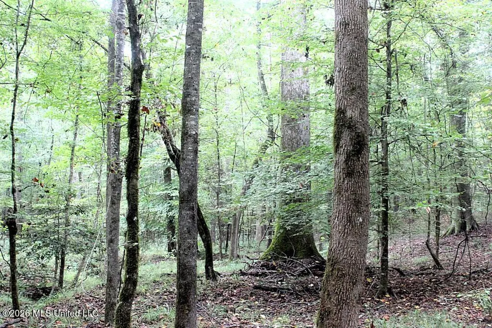 John Chambers Road Roxie, MS 39661