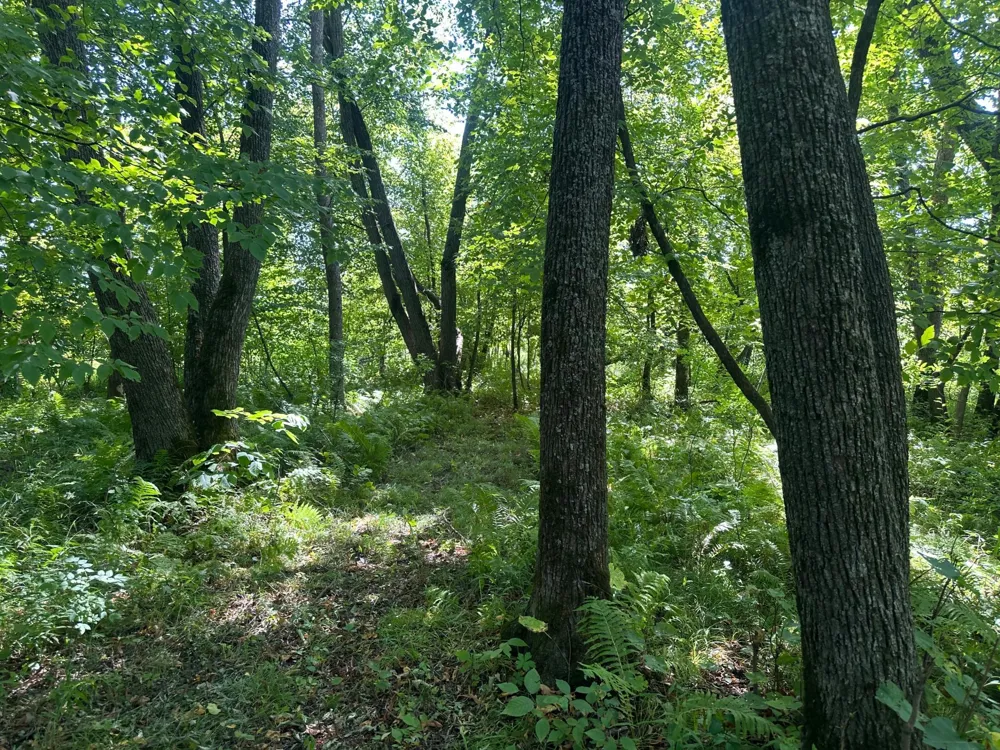 19955 Jeffrey Avenue Forest Lake, MN 55025
