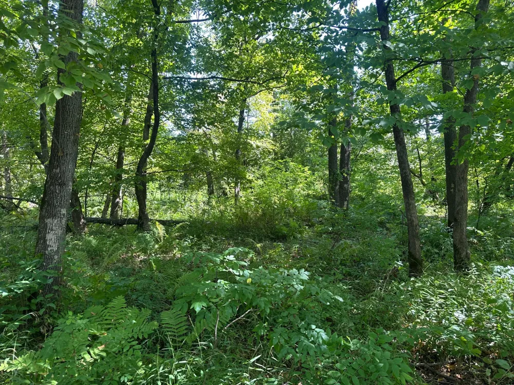 19955 Jeffrey Avenue Forest Lake, MN 55025