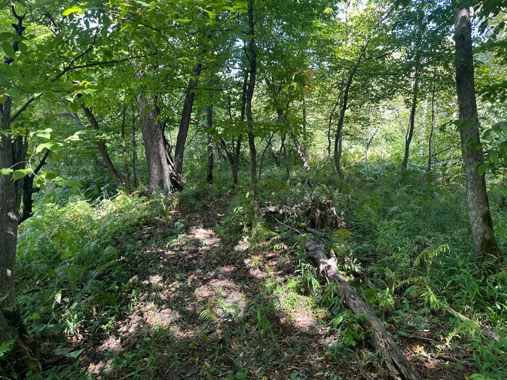 19955 Jeffrey Avenue Forest Lake, MN 55025