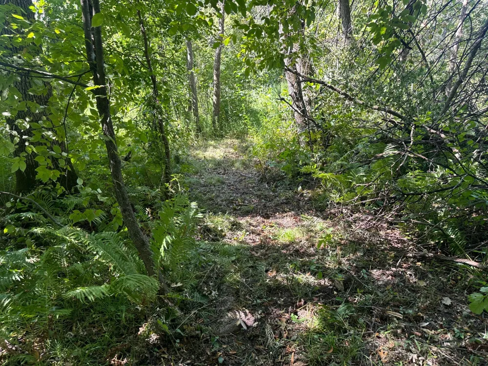 19955 Jeffrey Avenue Forest Lake, MN 55025