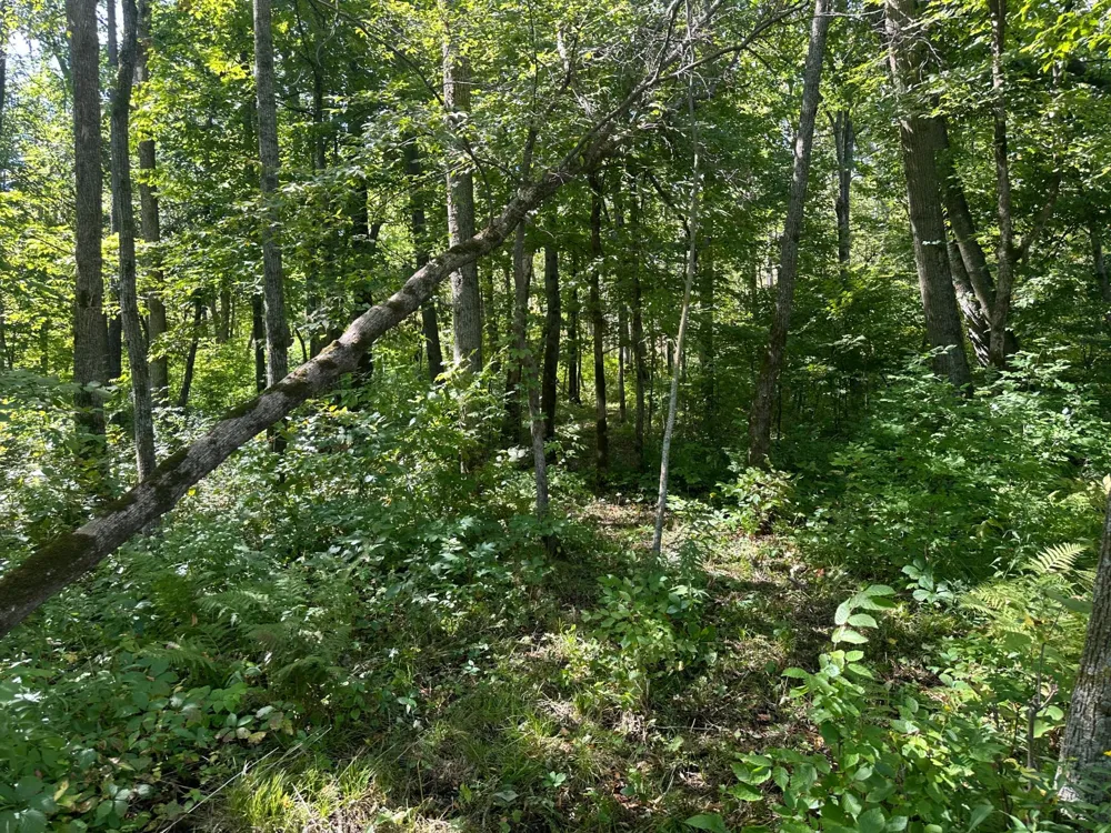 19955 Jeffrey Avenue Forest Lake, MN 55025