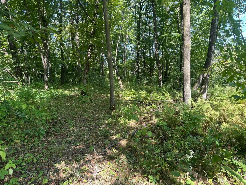 19955 Jeffrey Avenue Forest Lake, MN 55025