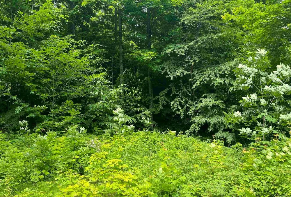 15 S Mistys Trail Empire Township, MI 49630